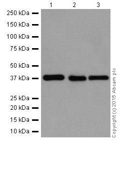 Western blot - Anti-p38 antibody [EPR16878] (ab182453)