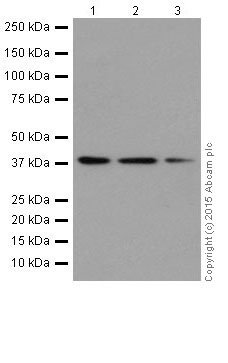 Western blot - Anti-p38 antibody [EPR16878] (ab182453)