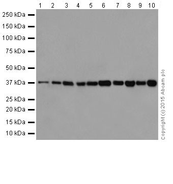 Western blot - Anti-p38 antibody [EPR16878] (ab182453)