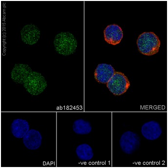 Immunocytochemistry/ Immunofluorescence - Anti-p38 antibody [EPR16878] (ab182453)