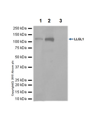 Immunoprecipitation - Anti-LLGL1 antibody [EPR18899] (ab183021)