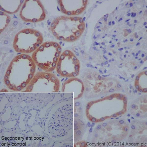 Immunohistochemistry (Formalin/PFA-fixed paraffin-embedded sections) - Anti-LLGL1 antibody [EPR18899] (ab183021)