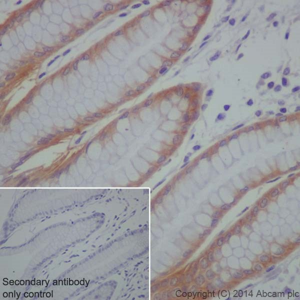 Immunohistochemistry (Formalin/PFA-fixed paraffin-embedded sections) - Anti-LLGL1 antibody [EPR18899] (ab183021)