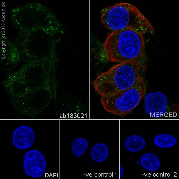 Immunocytochemistry/ Immunofluorescence - Anti-LLGL1 antibody [EPR18899] (ab183021)