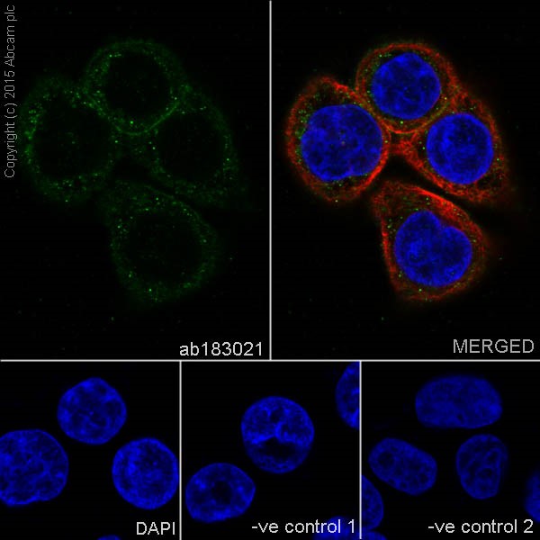 Immunocytochemistry/ Immunofluorescence - Anti-LLGL1 antibody [EPR18899] (ab183021)