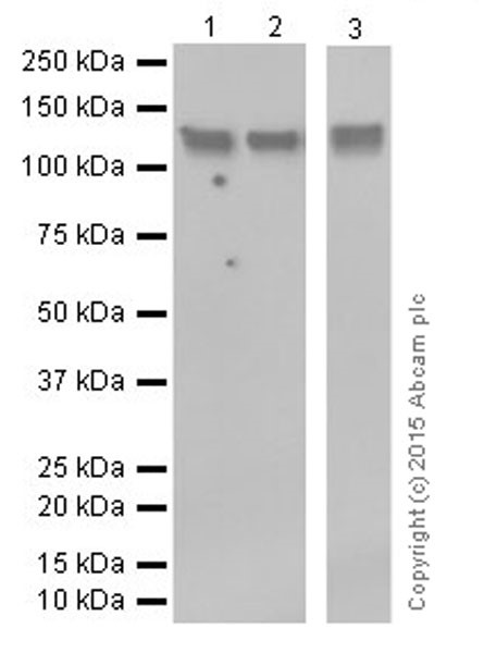 Western blot - Anti-LLGL1 antibody [EPR18899] (ab183021)