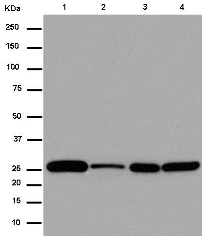 Western blot - Anti-NDUFS3 [EPR12781] antibody (ab183733)