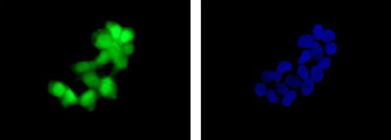 Immunocytochemistry/ Immunofluorescence - Anti-GFP [EPR14104-89] antibody (ab183735)
