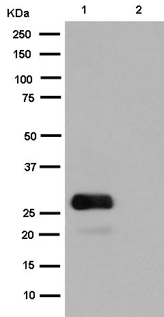 Western blot - Anti-GFP [EPR14104-89] antibody (ab183735)