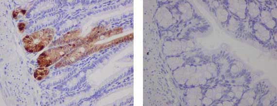 Immunohistochemistry (Formalin/PFA-fixed paraffin-embedded sections) - Anti-GFP [EPR14104-89] antibody (ab183735)
