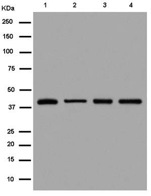Western blot - Anti-p40 [EPR13781] antibody (ab184173)