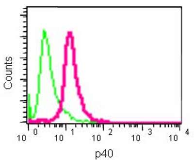 Flow Cytometry - Anti-p40 [EPR13781] antibody (ab184173)