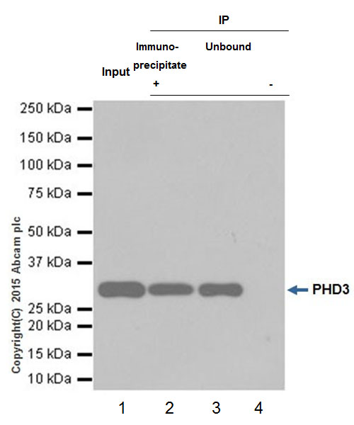 Immunoprecipitation - Anti-PHD3 antibody [EPR17869] (ab184714)
