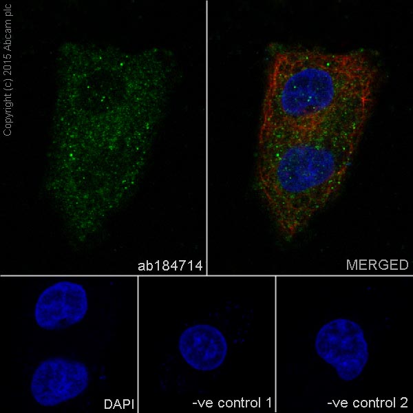 Immunocytochemistry/ Immunofluorescence - Anti-PHD3 antibody [EPR17869] (ab184714)
