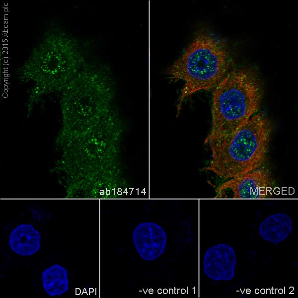 Immunocytochemistry/ Immunofluorescence - Anti-PHD3 antibody [EPR17869] (ab184714)