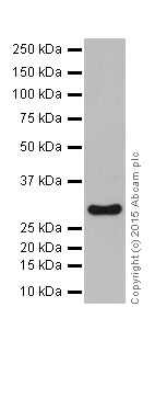 Western blot - Anti-PHD3 antibody [EPR17869] (ab184714)