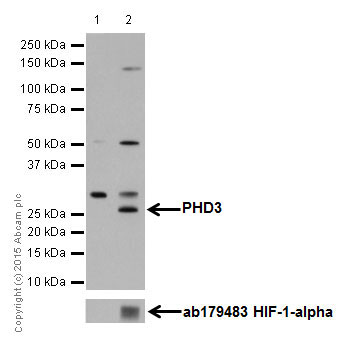 Western blot - Anti-PHD3 antibody [EPR17869] (ab184714)