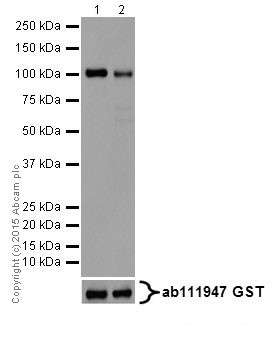 Western blot - Anti-PKC alpha + beta 2 + gamma antibody [EPR18104] (ab184746)