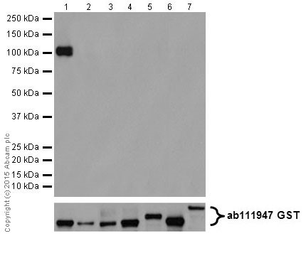 Western blot - Anti-PKC alpha + beta 2 + gamma antibody [EPR18104] (ab184746)