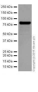 Western blot - Anti-PKC alpha + beta 2 + gamma antibody [EPR18104] (ab184746)