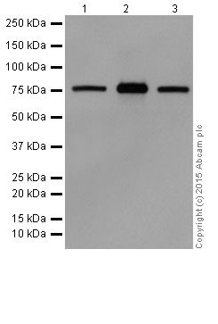 Western blot - Anti-PKC alpha + beta 2 + gamma antibody [EPR18104] (ab184746)