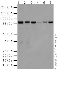 Western blot - Anti-PKC alpha + beta 2 + gamma antibody [EPR18104] (ab184746)