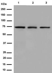 Western blot - Anti-hnRNP Q [EPR15096] antibody (ab184946)