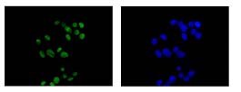 Immunocytochemistry/ Immunofluorescence - Anti-hnRNP Q [EPR15096] antibody - C-terminal (ab184946)