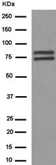 Western blot - Anti-hnRNP Q [EPR15096] antibody (ab184946)