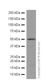 Western blot - Anti-APOBEC3B antibody [EPR18138] (ab184990)