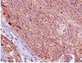 Immunohistochemistry (Formalin/PFA-fixed paraffin-embedded sections) - Anti-Methio<i></i>nyl Aminopeptidase 1 [EPR15452(B)] antibody (ab185540)