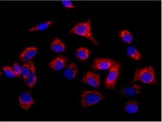 Immunocytochemistry/ Immunofluorescence - Anti-Methio<i></i>nyl Aminopeptidase 1 [EPR15452(B)] antibody (ab185540)