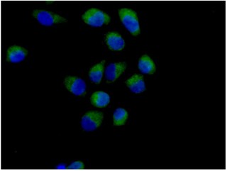 Immunocytochemistry/ Immunofluorescence - Anti-Methio<i></i>nyl Aminopeptidase 1 [EPR15452(B)] antibody (ab185540)