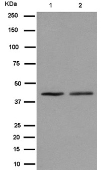 Immunohistochemistry (Formalin/PFA-fixed paraffin-embedded sections) - Anti-Methio<i></i>nyl Aminopeptidase 1 [EPR15452(B)] antibody (ab185540)