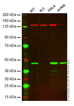 Western blot - Anti-Caspase-9 antibody [EPR18108] (ab185719)