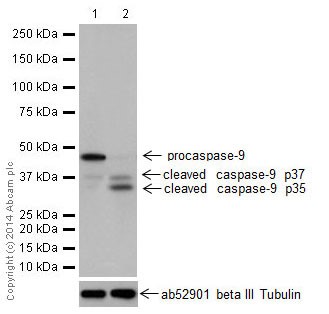 Western blot - Anti-Caspase-9 antibody [EPR18108] (ab185719)