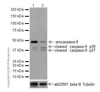 Western blot - Anti-Caspase-9 antibody [EPR18108] (ab185719)