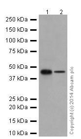Western blot - Anti-Caspase-9 antibody [EPR18108] (ab185719)