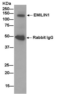 Immunoprecipitation - Anti-EMILIN1 [EPR14678] antibody - N-terminal (ab185953)