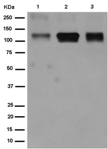 Western blot - Anti-EMILIN1 [EPR14678] antibody - N-terminal (ab185953)