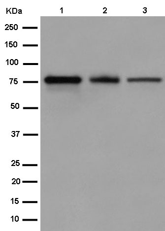 Western blot - Anti-FGD2 [EPR15306] antibody - N-terminal (ab185968)