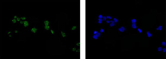 Immunocytochemistry/ Immunofluorescence - Anti-FGD2 [EPR15306] antibody - N-terminal (ab185968)