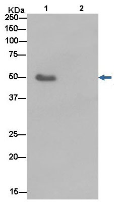Immunoprecipitation - Anti-Elav-type RNA-binding protein ETR3 [EPR13374-2] antibody (ab186430)