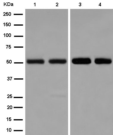 Western blot - Anti-Elav-type RNA-binding protein ETR3 [EPR13374-2] antibody (ab186430)