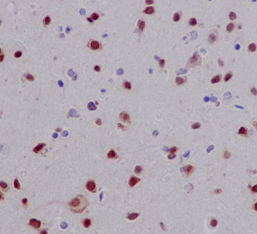 Immunohistochemistry (Formalin/PFA-fixed paraffin-embedded sections) - Anti-Elav-type RNA-binding protein ETR3 [EPR13374-2] antibody (ab186430)