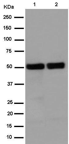 Western blot - Anti-Elav-type RNA-binding protein ETR3 [EPR13374-2] antibody (ab186430)