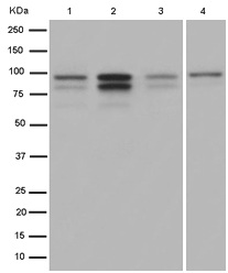 Western blot - Anti-ALIX [EPR15314-33] antibody (ab186728)