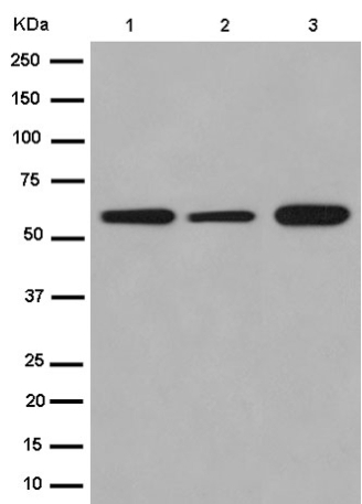 Western blot - Anti-Emi1 [EPR15320-103] antibody (ab187144)