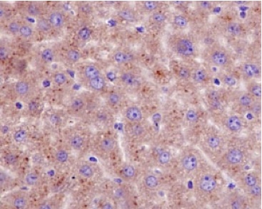 Immunohistochemistry (Formalin/PFA-fixed paraffin-embedded sections) - Anti-Emi1 [EPR15320-103] antibody (ab187144)