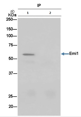 Immunoprecipitation - Anti-Emi1 [EPR15320-103] antibody (ab187144)